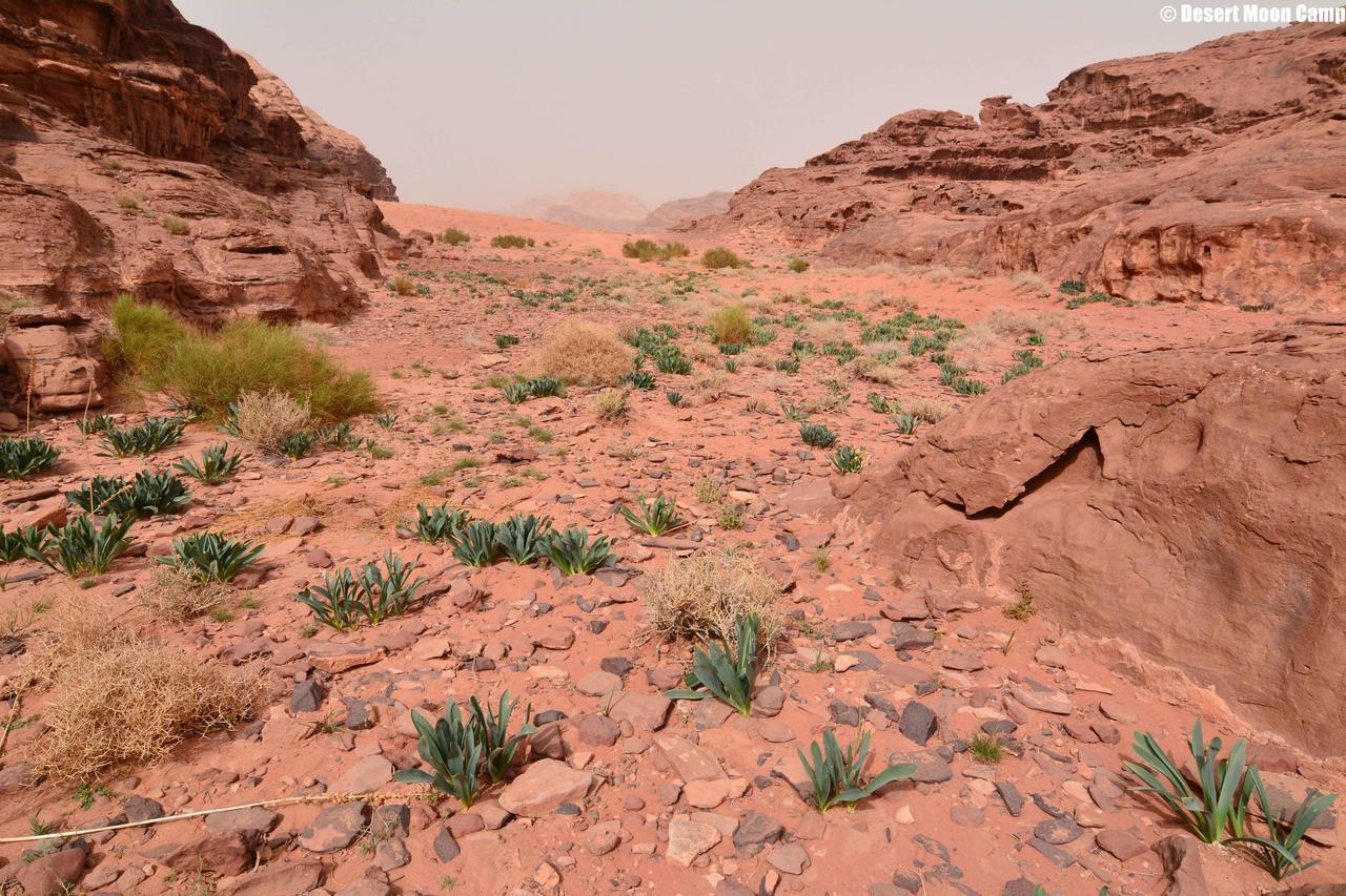 Desert Moon Camp Ram Vadisi Dış mekan fotoğraf